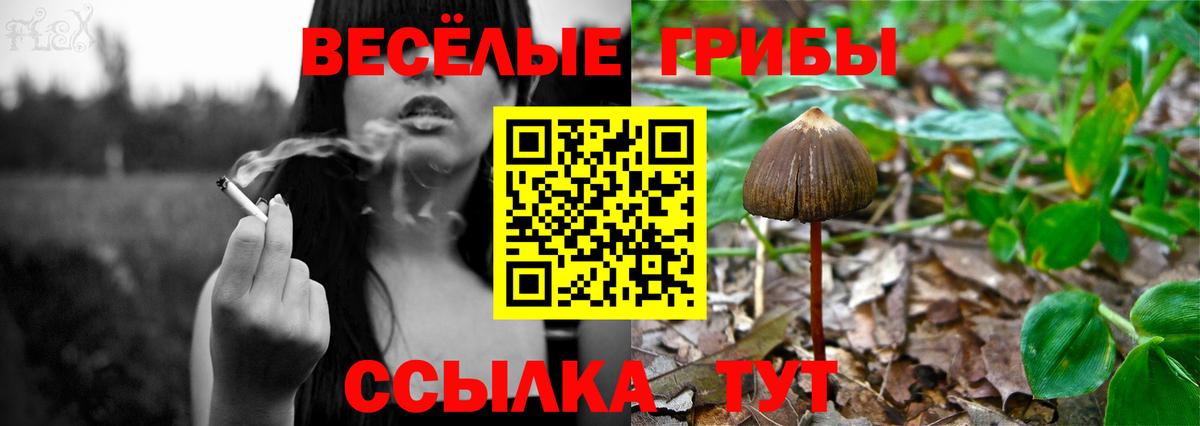 Псилоцибиновые грибы прущие грибы Баксан